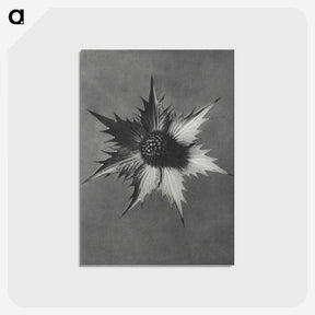 1-39_Karl-Blossfeldt_postcard