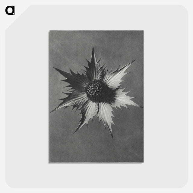 1-39_Karl-Blossfeldt_postcard