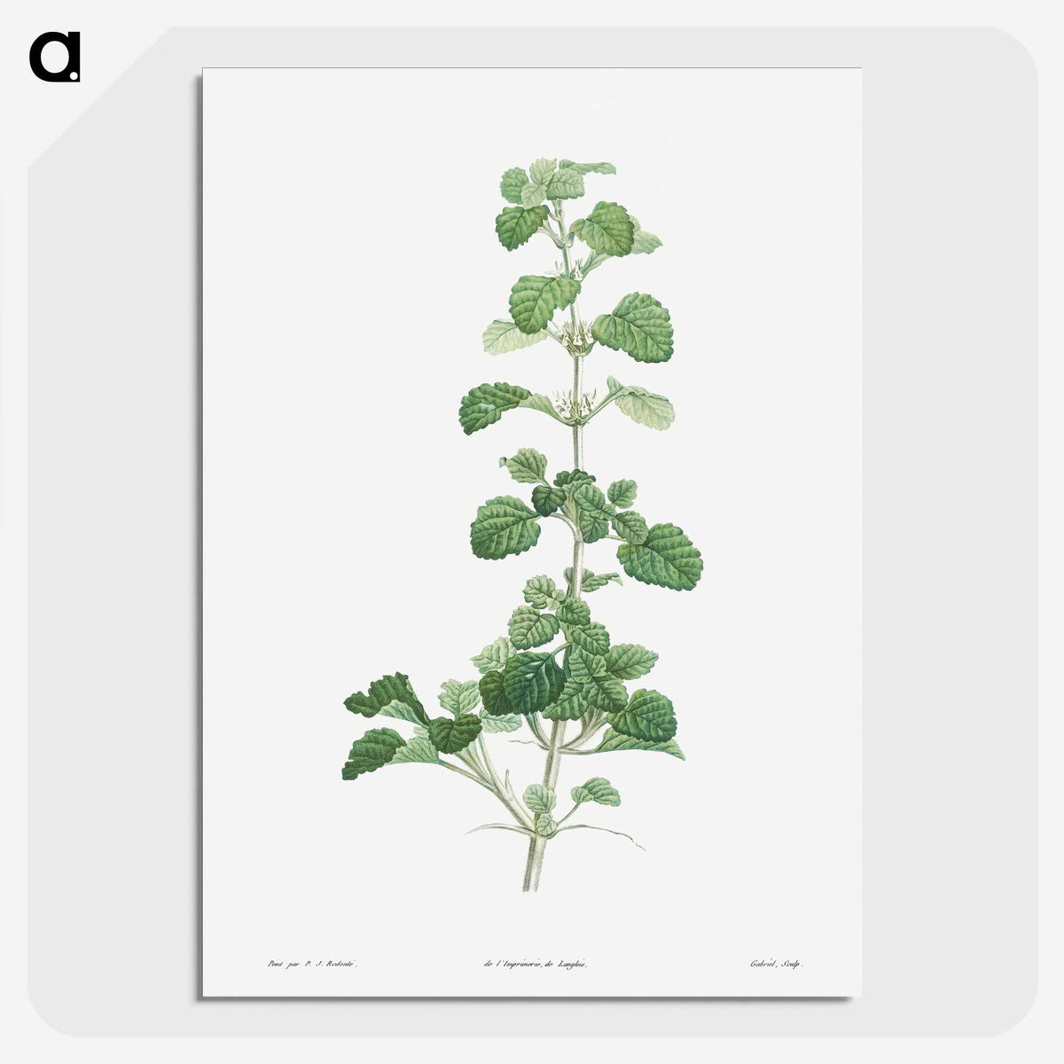 1-39_La-Botanique_picture-crop