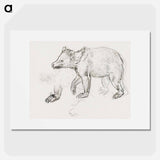 A Bear Walking - Leonardo da Vinci Poster.