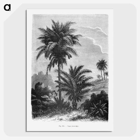 1-39_Les-Palmiers-Histoire-Iconographique_picture-crop