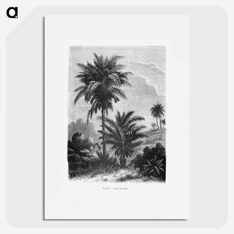 1-39_Les-Palmiers-Histoire-Iconographique_picture