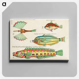 アートパネル-Moluccan Fishes
 - ルイ ルナール Canvas.