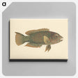 アートパネル-Unidentified Fish
 - ルイージ バルガーニ Canvas.
