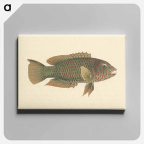 アートパネル-Unidentified Fish
 - ルイージ バルガーニ Canvas.