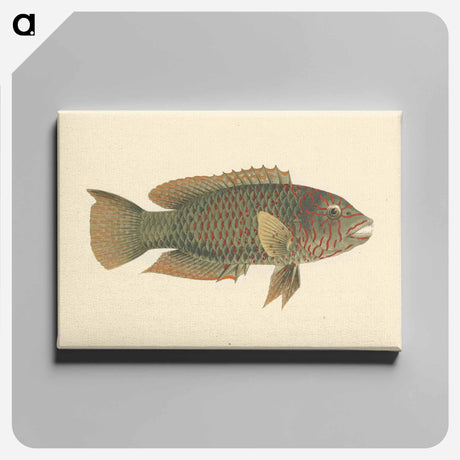 アートパネル-Unidentified Fish
 - ルイージ バルガーニ Canvas.