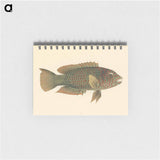 Unidentified Fish
 - ルイージ バルガーニ Memo.