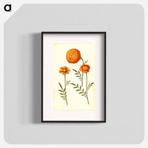 アートポスター-Tagetes Patula
 - マリア ジビーラ メーリアン Poster.