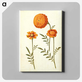 1-39_Maria-Sibylla-Merian_canvas