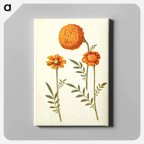 アートパネル-Tagetes Patula
 - マリア ジビーラ メーリアン Canvas.