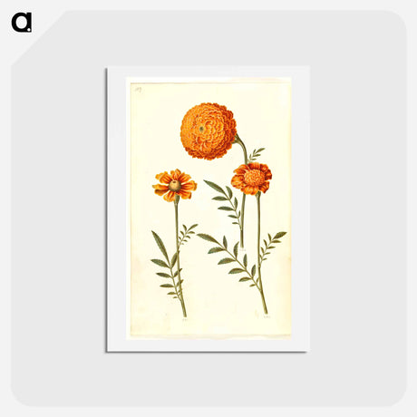 アートポストカード-Tagetes Patula
 - マリア ジビーラ メーリアン Postcard.