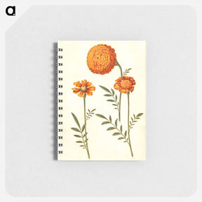 アートメモ帳-Tagetes Patula
 - マリア ジビーラ メーリアン Memo.