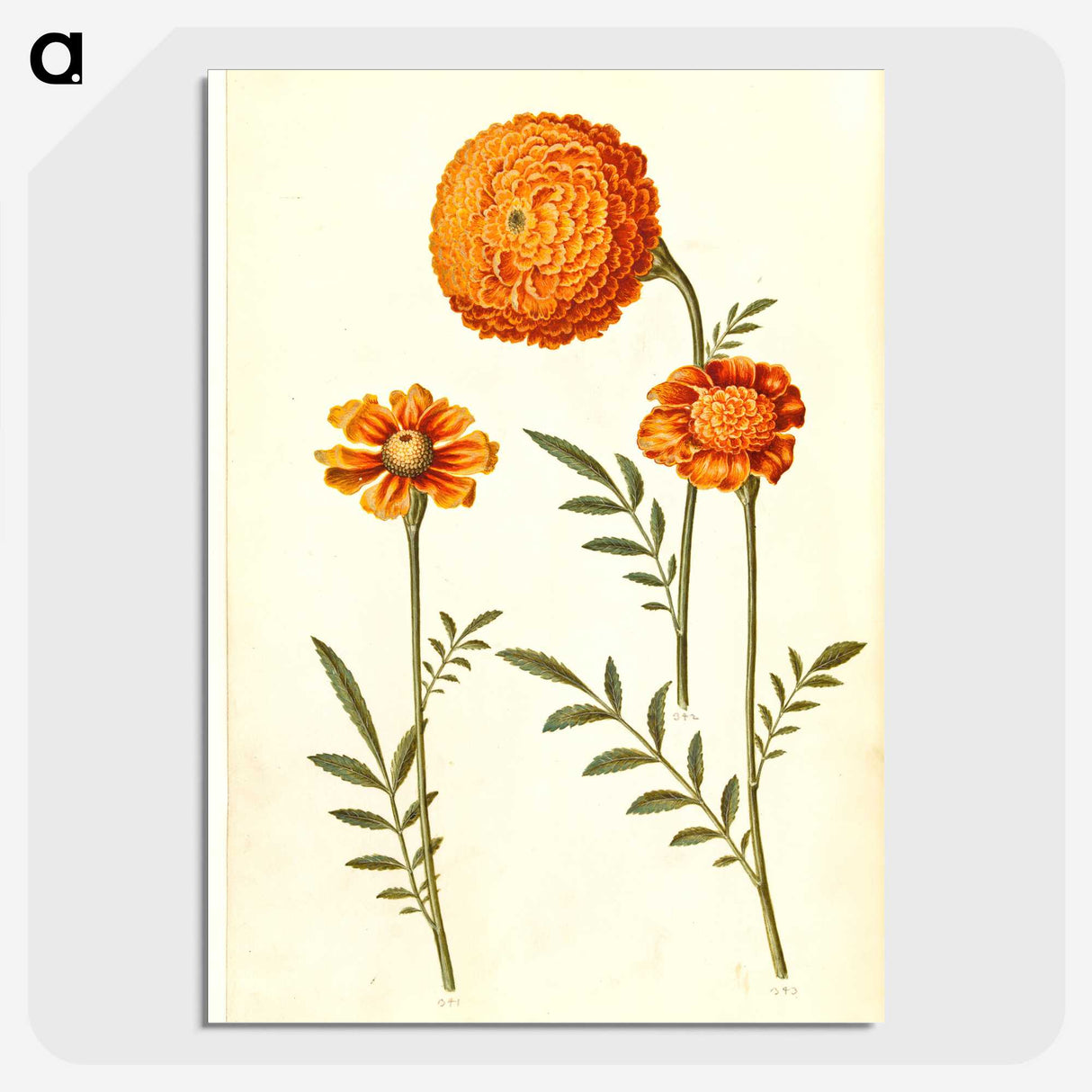 1-39_Maria-Sibylla-Merian_picture-crop