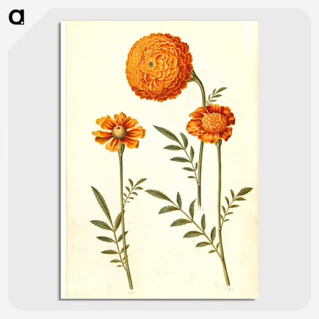 1-39_Maria-Sibylla-Merian_picture-crop