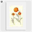 1-39_Maria-Sibylla-Merian_picture