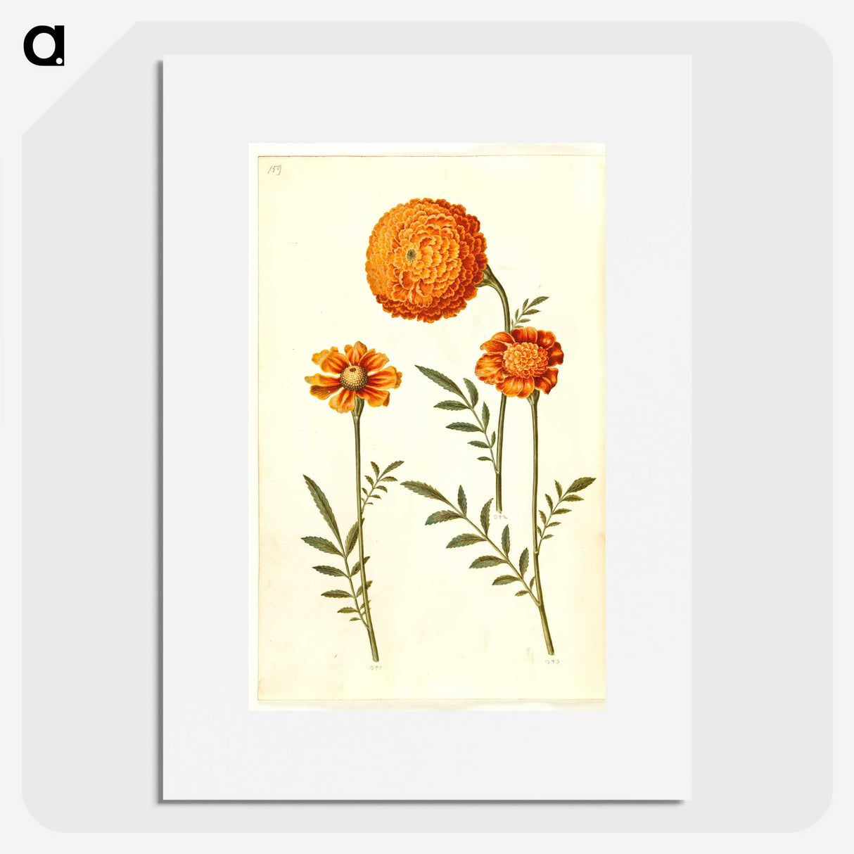 1-39_Maria-Sibylla-Merian_picture