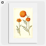 1-39_Maria-Sibylla-Merian_picture