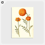 アートポストカード-Tagetes Patula
 - マリア ジビーラ メーリアン Postcard.