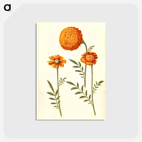 アートポストカード-Tagetes Patula
 - マリア ジビーラ メーリアン Postcard.