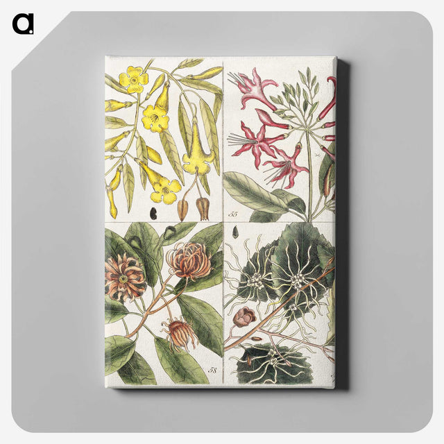 1-39_Mark-Catesby_canvas