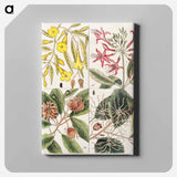 アートパネル-Carolina Flora
 - マーク ケイツビー Canvas.