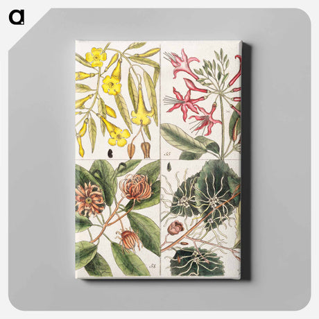 アートパネル-Carolina Flora
 - マーク ケイツビー Canvas.