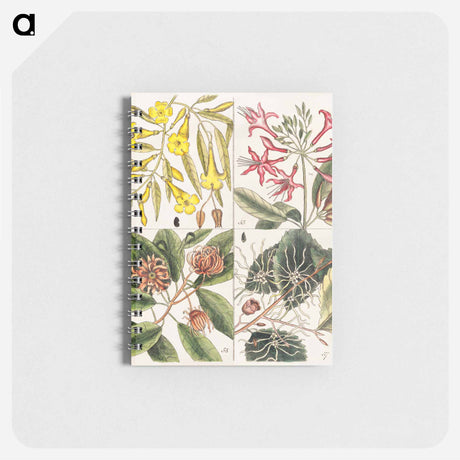 アートメモ帳-Carolina Flora
 - マーク ケイツビー Memo.