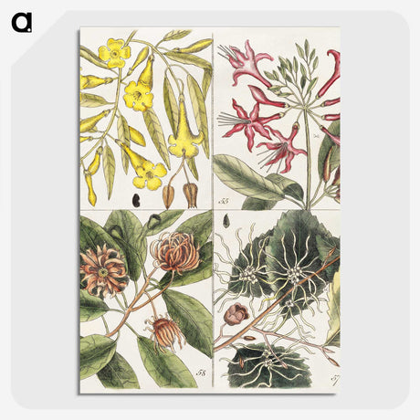 1-39_Mark-Catesby_picture-crop