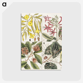 1-39_Mark-Catesby_postcard