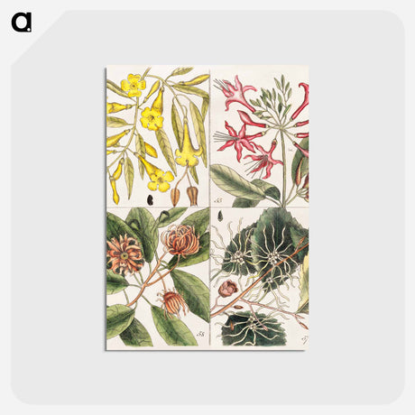 アートポストカード-Carolina Flora
 - マーク ケイツビー Postcard.