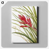 1-39_Mary-Vaux-Walcott_canvas