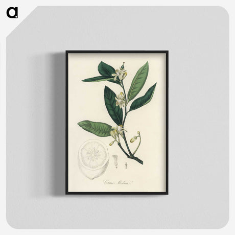 1-39_Medical-Botany_blk-crop