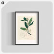アートポスター-Citron Illustration
 - 薬用植物学 Poster.