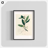 アートポスター-Citron Illustration
 - 薬用植物学 Poster.