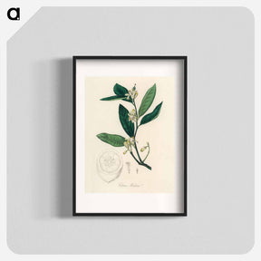 アートポスター-Citron Illustration
 - 薬用植物学 Poster.