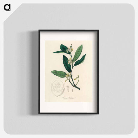 アートポスター-Citron Illustration
 - 薬用植物学 Poster.