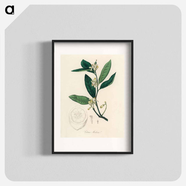 アートポスター-Citron Illustration
 - 薬用植物学 Poster.