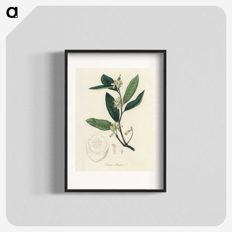 1-39_Medical-Botany_blk