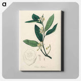 アートパネル-Citron Illustration
 - 薬用植物学 Canvas.