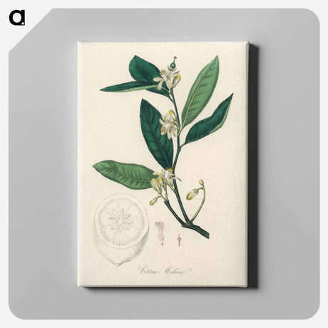 アートパネル-Citron Illustration
 - 薬用植物学 Canvas.
