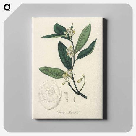 1-39_Medical-Botany_canvas