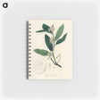 アートメモ帳-Citron Illustration
 - 薬用植物学 Memo.