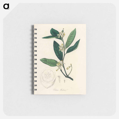 アートメモ帳-Citron Illustration
 - 薬用植物学 Memo.