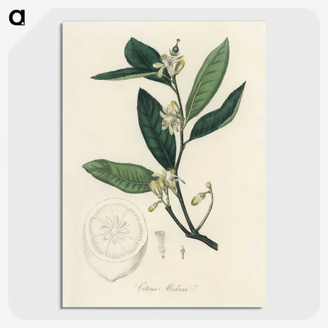 1-39_Medical-Botany_picture-crop