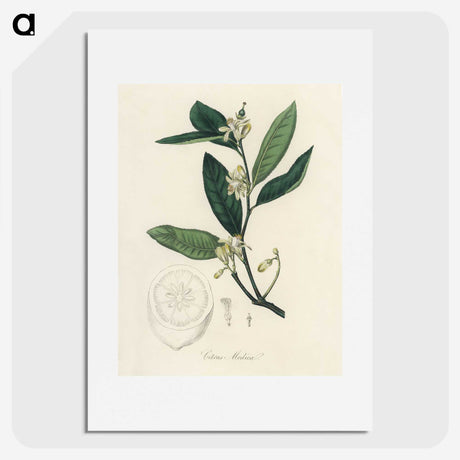 1-39_Medical-Botany_picture