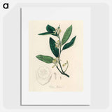 アートポスター-Citron Illustration
 - 薬用植物学 Poster.