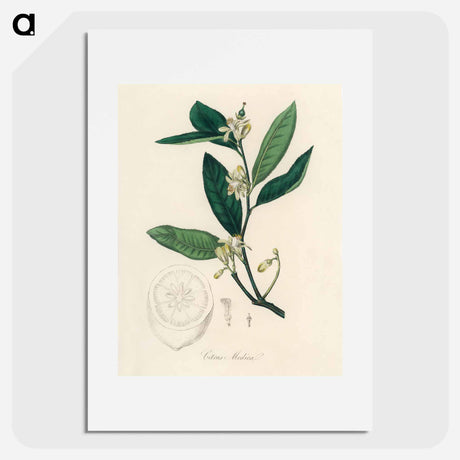 アートポスター-Citron Illustration
 - 薬用植物学 Poster.