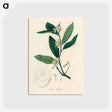 アートポストカード-Citron Illustration
 - 薬用植物学 Postcard.