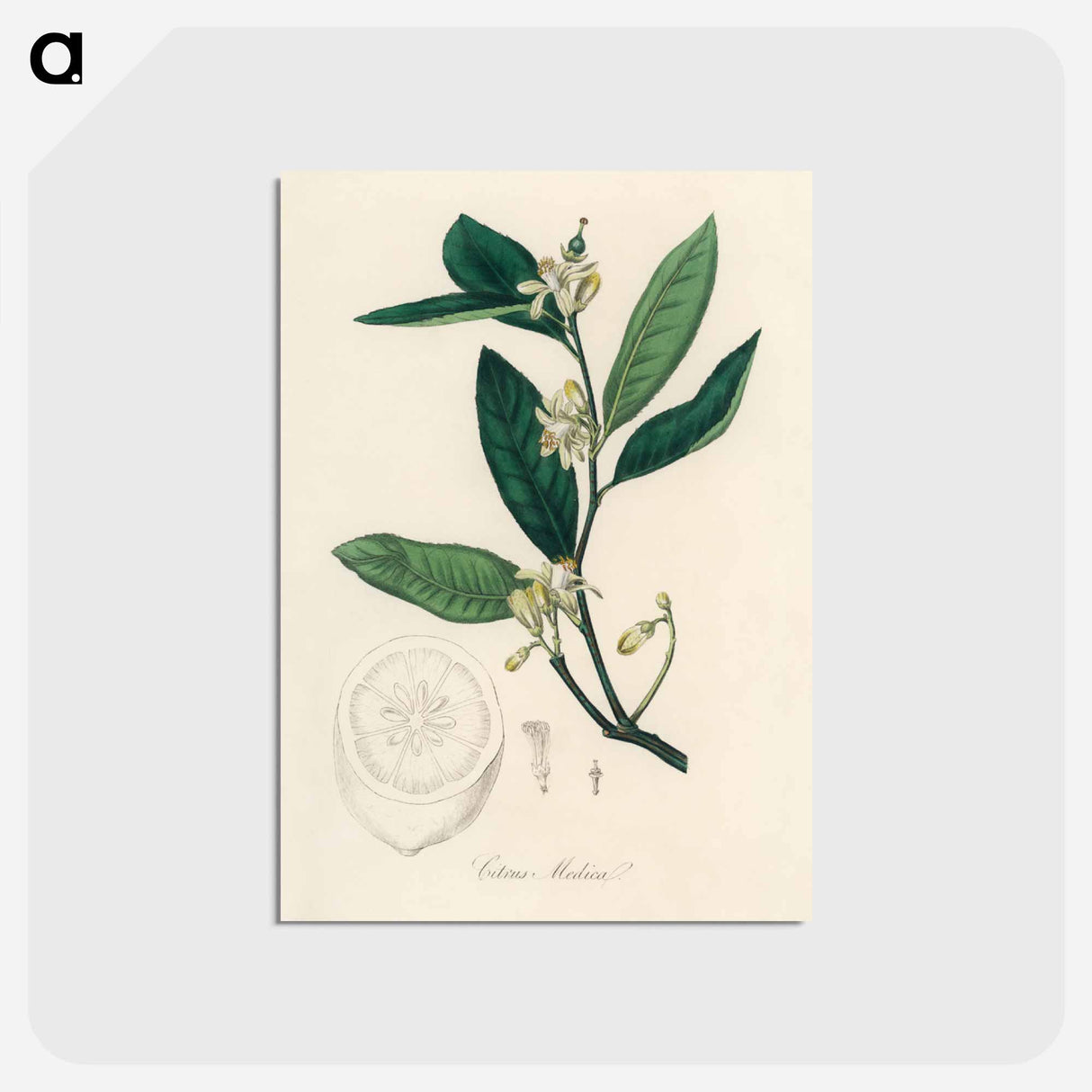 アートポストカード-Citron Illustration
 - 薬用植物学 Postcard.