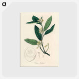 アートポストカード-Citron Illustration
 - 薬用植物学 Postcard.